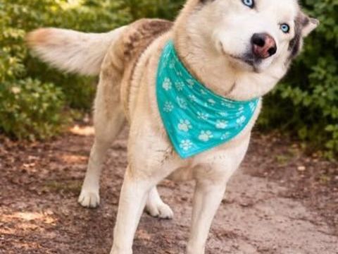 Chien AKELA &agrave; l adoption 250 84500 Boll�ne