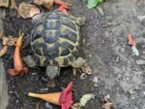   Tortue Herman mâle 5 ans 