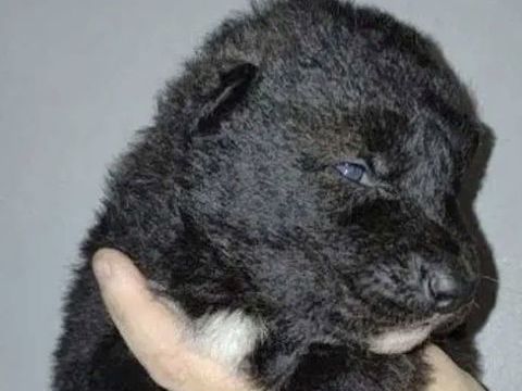 Chiot loup 0 13740 Le rove