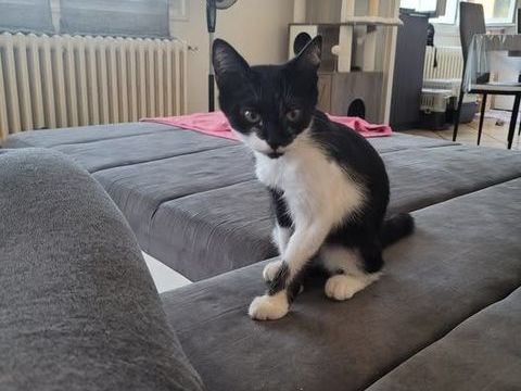 Chat BADCAT à l adoption 160 26130 Solrieux