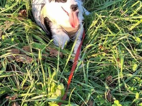 Domino &agrave; l'adoption 231 77810 Thomery