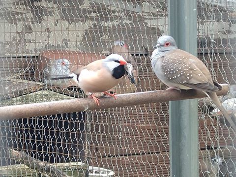 Diamant bavette 50 17430 Champdolent