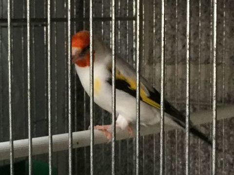 Chardonneret mutation  180 62220 Carvin