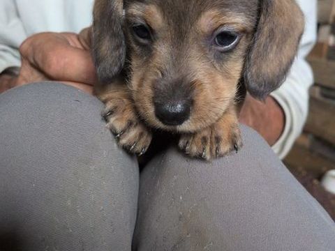 Magnifiques chiots teckel .
Dispo au sevrage en octobre 0 61470 Le sap