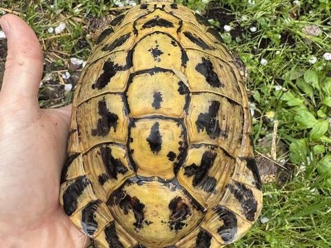 Tortue m&acirc;le Corse adulte 80 06250 Mougins