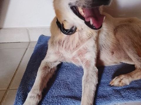 Belcha, femelle X cr&eacute;ole n&eacute;e le 01/03/2013 380 78000 Versailles