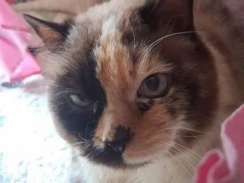 PENELOPE 100 38160 Saint-marcellin