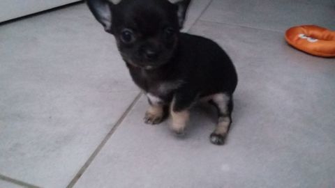 Chihuahua femelle &agrave; r&eacute;server 1450 22640 Plénée-jugon