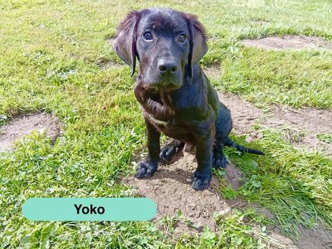 Yoko, crois&eacute; cane corso &agrave; adopter 300 44270 Paulx
