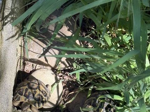 Tortue de terre 90 13730 Saint-victoret