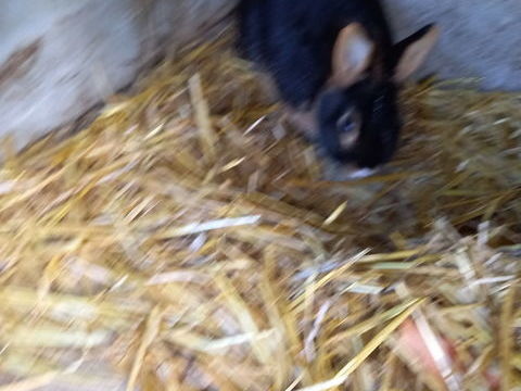 Lapin couleur feu 20 60360 Crvecur-le-grand