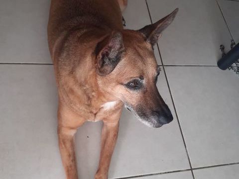 Cherche personne ou association pour adopter notre chienne 0 97490 Sainte-clotilde