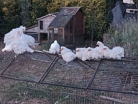Poules est coq n&egrave;gre de soie au total 14 60 62600 Groffliers
