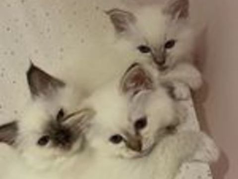  3 adorables voyous  