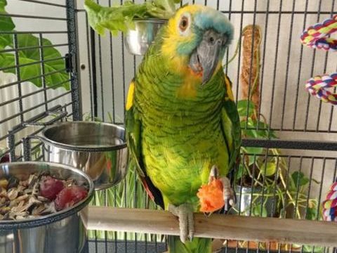 Je récupère toute sorte d'oiseau 0 07100 Annonay