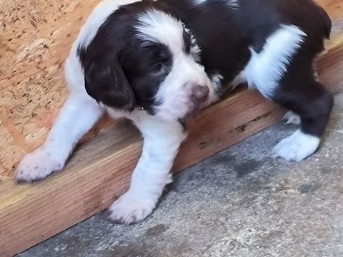 chiots springer spaniel 700 14700 Falaise