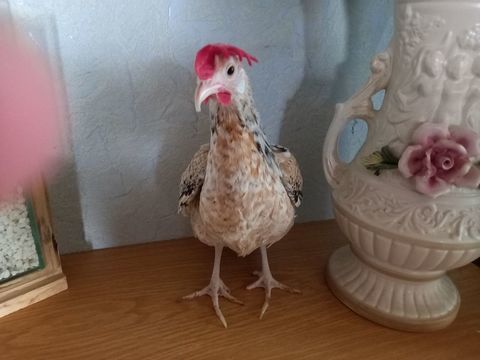 Adoption jolie poule naine 0 73540 La bthie