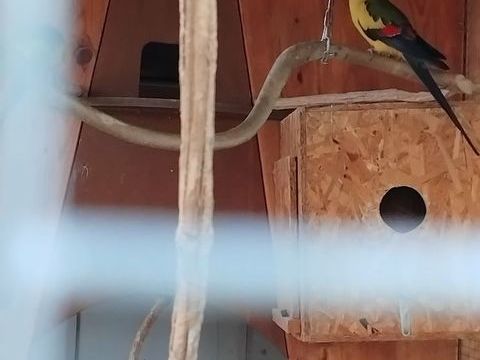 GRANDES PERRUCHES 50 31800 Saint-marcet