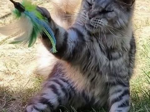 Maine Coon retrait&eacute;e d'&eacute;levage loof fm 500 31190 Mauressac