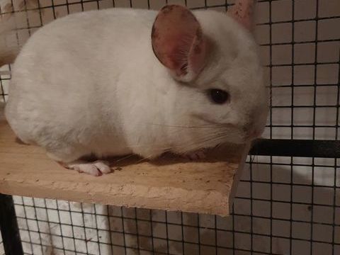 Chinchilla blanc 60 06530 Peymeinade