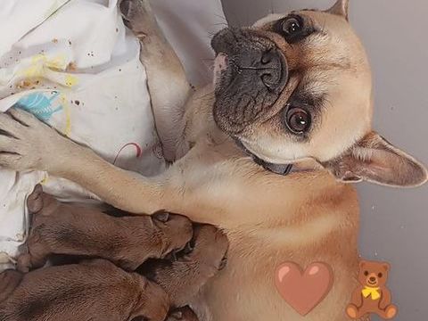 Chiot lof bouledogue fran&ccedil;ais 1000 44110 Ch�teaubriant