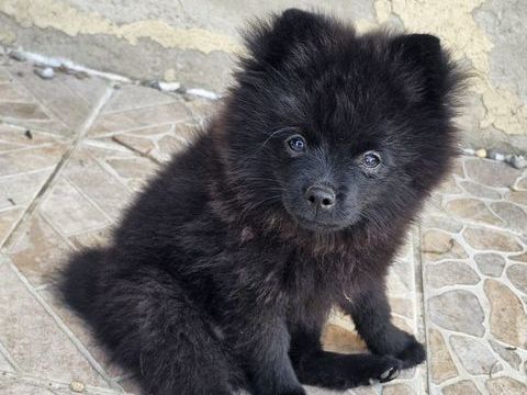 Spitz Allemand- chiots - noirs - nains - LOF 2000 69120 Vaulx-en-velin