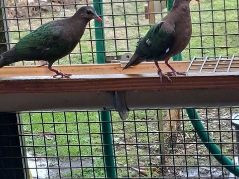 Oiseaux de cage et de voliere 50 40110 Morcenx