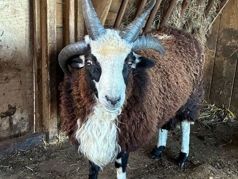 Moutons de raceJacob 250 22130 Bourseul