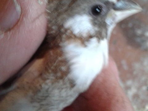 Moineaux du japon 20 71210 Saint-laurent-d'andenay