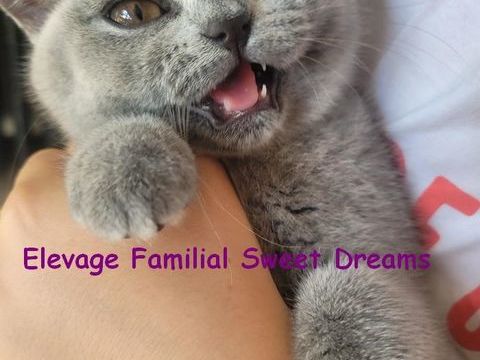 Alice british shorthair 3 mois bleue LOOF attend SA famille 1500 54000 Nancy