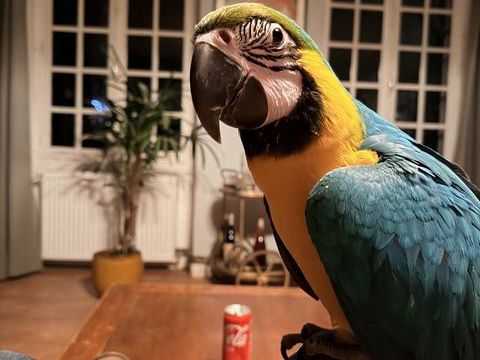 Ara Ararauna 0 75020 Paris