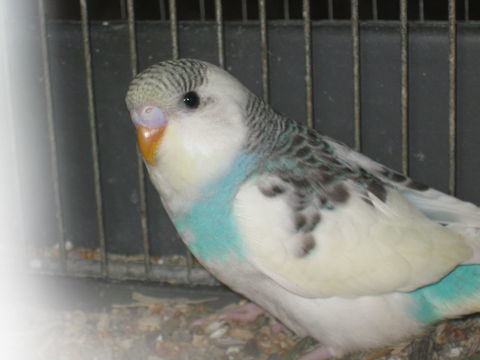 perruches ondul&eacute;es 12 29280 Plouzan�