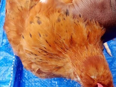coquelets et poulettes crois&eacute;s pondeuse et coq de soie 15 97230 Sainte-marie
