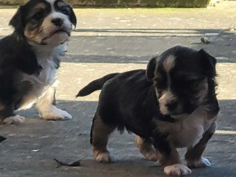 &Agrave; r&eacute;server chiots Morkys ? &eacute;levage familial 1000 31100 Toulouse