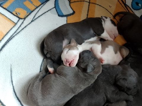 A r&eacute;serv&eacute; chiot american bully standard 1000 30000 N�mes