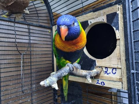 mâle loriquet 200 82500 Beaumont-de-lomagne