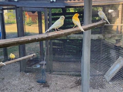 canaris 18 38630 Corbelin