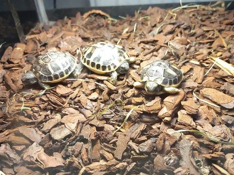 tortues ? 100 28480 Thiron gardais