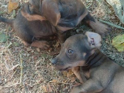Chiot teckel poils courts 0 24700 Le pizou