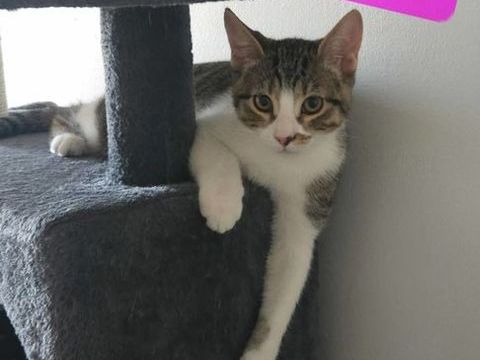 ALYA AYRTON ARON 90 13140 Miramas