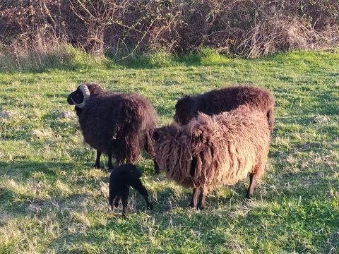  moutons ouessant 0 45240 Ligny-le-ribault