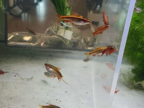 Poisson d'aquarium barbus cerise 1 21250 Montmain