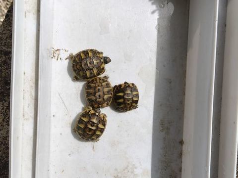 Bebes tortue
40 13480 Calas