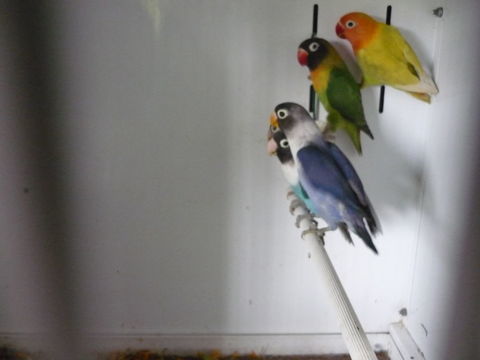 INSEPARABLES de Fischer et Personata 35 45490 Prfontaines