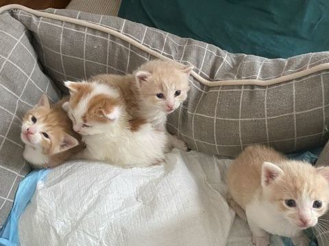 Chatons mis long 0 64000 Pau