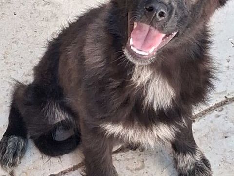 LABRADOR 0 13700 Marignane