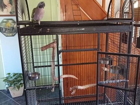 Cause depart voli&egrave;re et perruche de Derby 900 