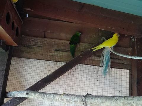 kakariki 25 72330 Parign-le-plin