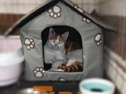 Tipi 24 mois à l'adoption 80 34420 Villeneuve-ls-bziers