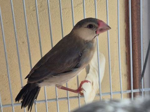 Padda 20 89500 Villeneuve-sur-yonne